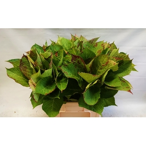 HYDR MACROPHYLL BLAD