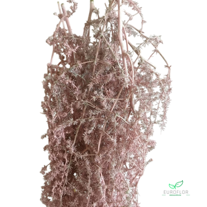 ASPARAGUS WILD LIGHT PINK 250GR
