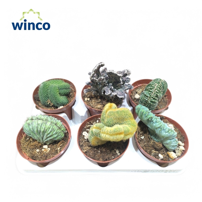 <h4>Cactus Cristata Mix (Exclusive)</h4>