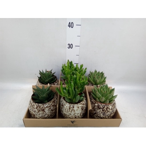 Succulents   ...mix 3