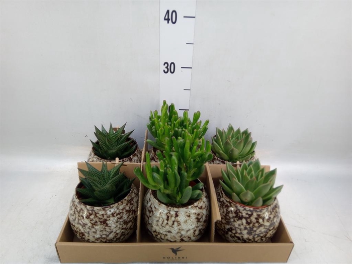 <h4>Succulents   ...mix 3</h4>