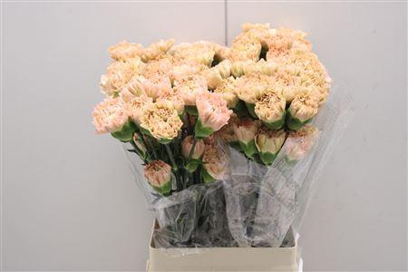 <h4>Di St Lege Marrone</h4>