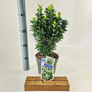 Euonymus Paloma Blanca