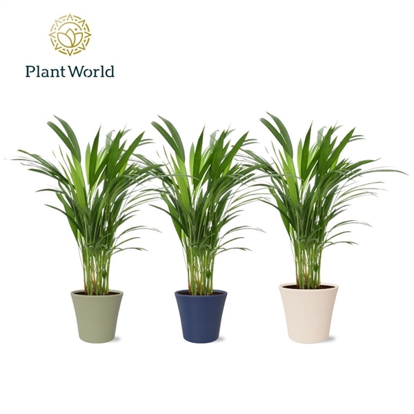 <h4>Dypsis lutescents (Areca) in pot Coco collectie Top Blend</h4>