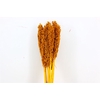 Dried Sorghum 6pc Yellow Ocker Bunch