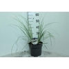 Cortaderia overig Mini silver Pampas