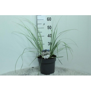 Cortaderia overig Mini silver Pampas
