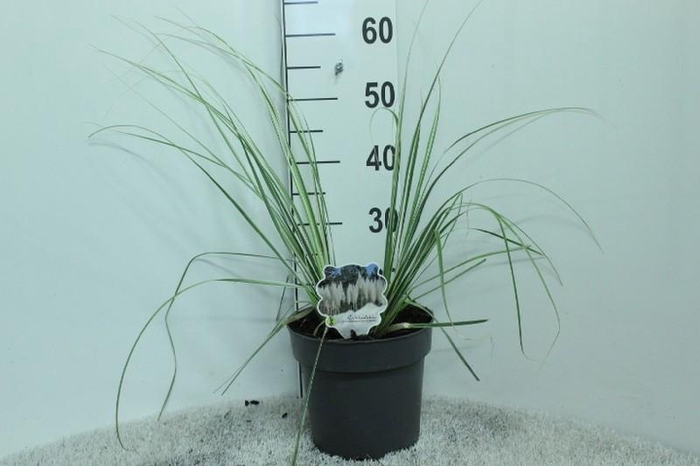<h4>Cortaderia overig Mini silver Pampas</h4>