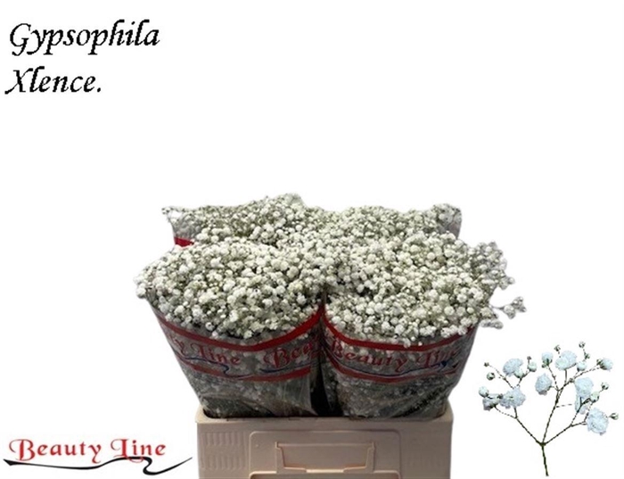 <h4>GYPS PA XLENCE</h4>