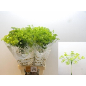 ANET GRAVEOLENS