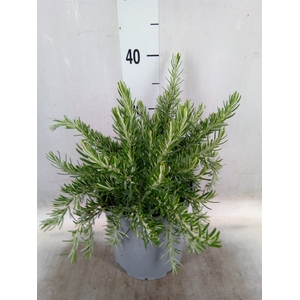 Rosmarinus officinalis 'Prostratus'