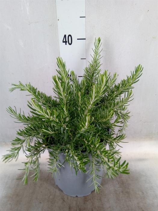 <h4>Rosmarinus officinalis 'Prostratus'</h4>