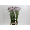Allium Smokey Eyes