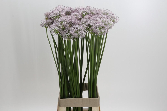 Allium Smokey Eyes