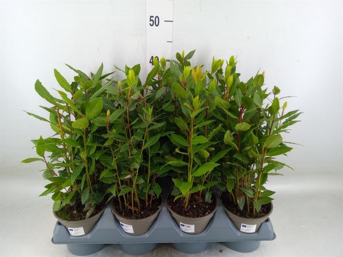 <h4>Laurus nobilis</h4>