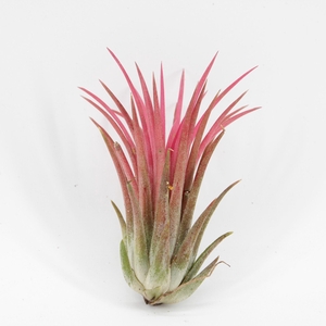 Tillandsia ionantha