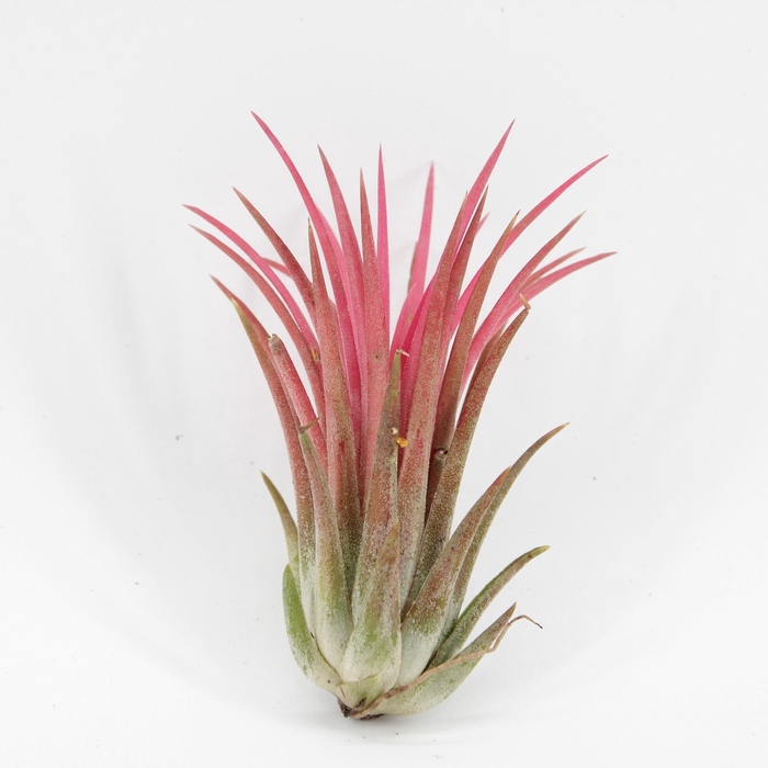 <h4>Tillandsia ionantha</h4>