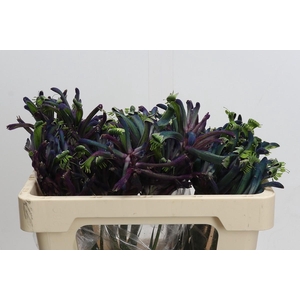 Anigozanthos Celebrations Masquerade