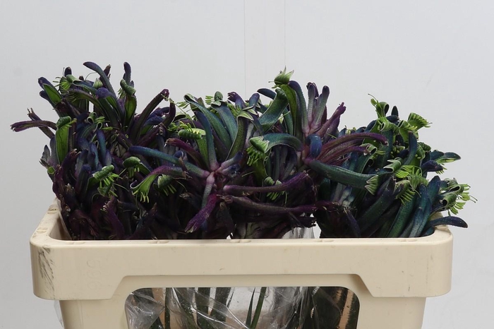 <h4>Anigozanthos Celebrations Masquerade</h4>