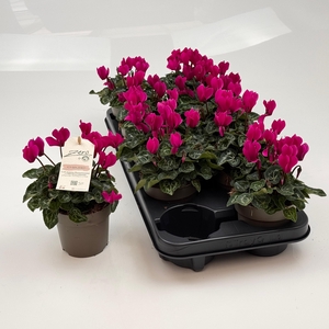 CYCL MD GARDEN