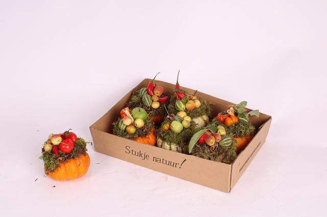 <h4>CUCURBITA</h4>