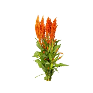 CELOSIA PLUMOSA 050 CM LARANJA