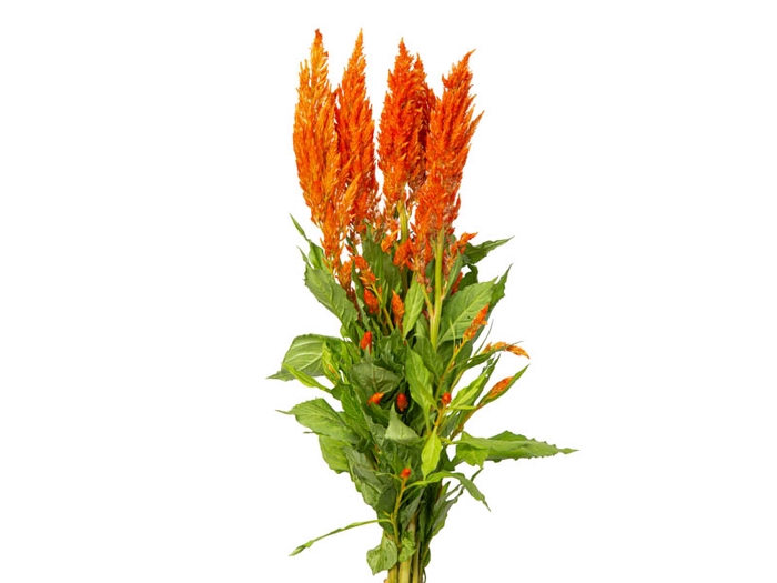<h4>CELOSIA PLUMOSA 050 CM LARANJA</h4>
