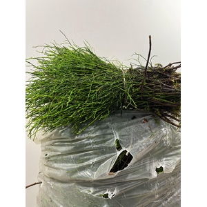 HEIDELBEER IN ZAK X5