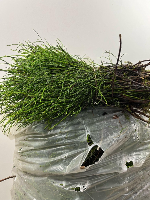 <h4>HEIDELBEER IN ZAK X5</h4>