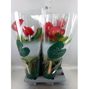Anthurium andr. 'Melodia'