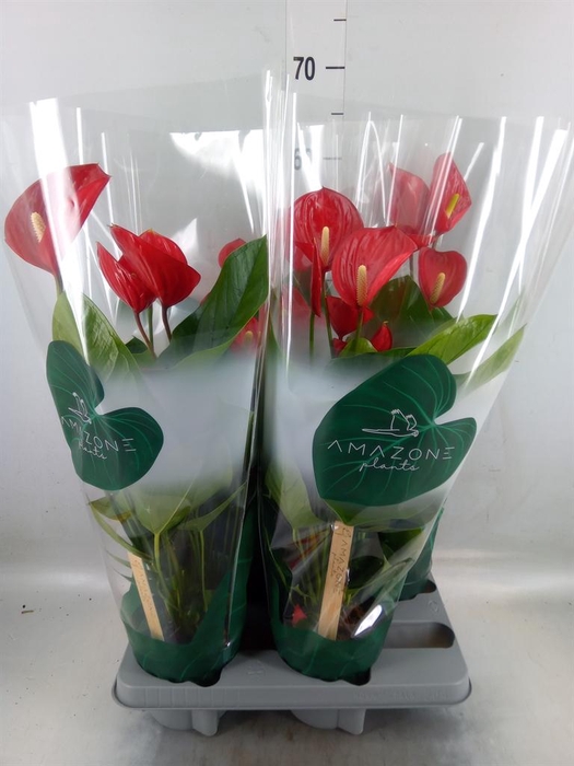 <h4>Anthurium andr. 'Melodia'</h4>