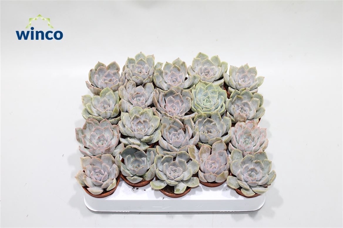 <h4>Echeveria Amore</h4>