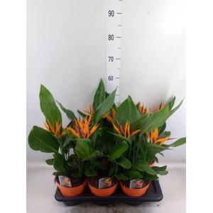 Arr.  Strelitzia L%