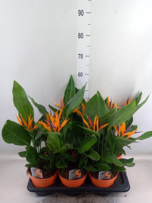 <h4>Arr.  Strelitzia L%</h4>