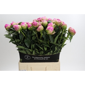 Paeonia Glory Hallelujah