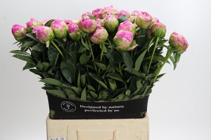 Paeonia Glory Hallelujah