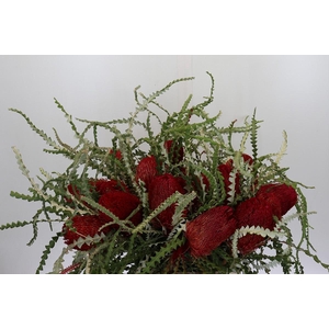 Banksia Speciosa Red