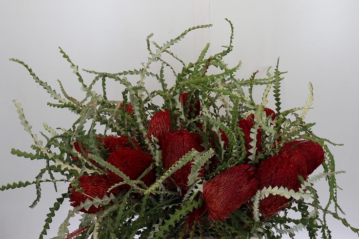 <h4>Banksia Speciosa Red</h4>