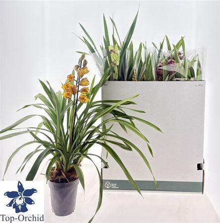 <h4>Cymb Gemengd 1 Branche</h4>