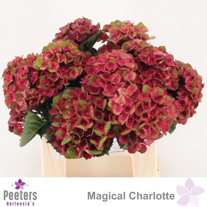 <h4>HYDR M MAG CHARLOTTE</h4>