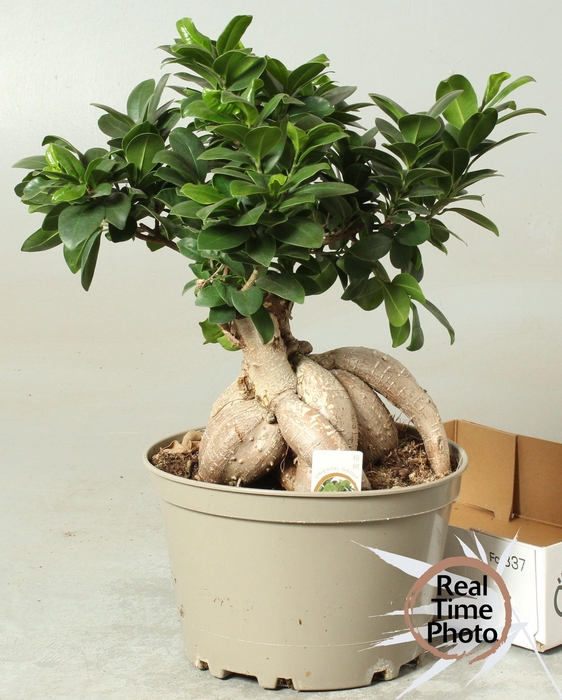 <h4>FIC MI GINSENG</h4>