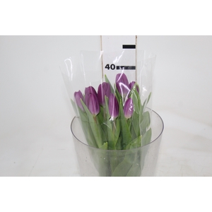 TULIPA ROXO