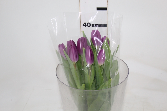 <h4>TULIPA ROXO</h4>