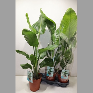 Strelitzia Nicolai
