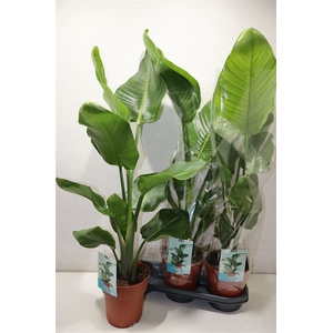 arr8 Strelitzia Nicolai