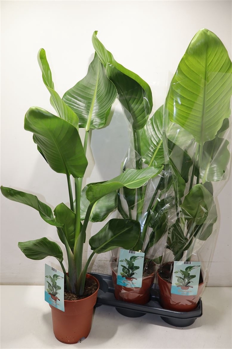 <h4>Strelitzia Nicolai</h4>