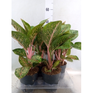 Aglaonema   ...