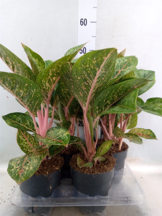 <h4>Aglaonema   ...</h4>