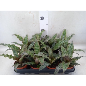 Cryptanthus zonatus