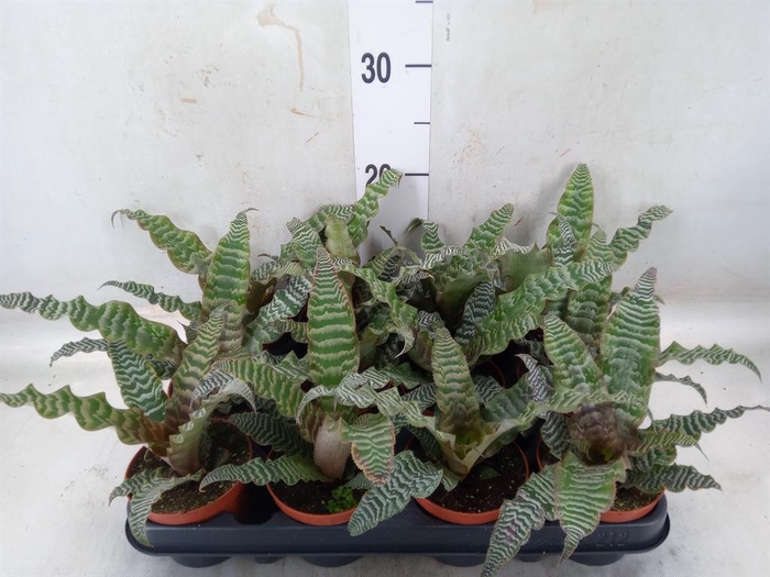 <h4>Cryptanthus zonatus</h4>